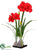 Amaryllis - Red - Pack of 2