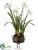 Narcissus - White - Pack of 2
