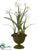 Narcissus - White - Pack of 4