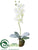 Phalaenopsis Orchid With Bulb - White Snow - Pack of 4
