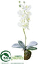 Silk Plants Direct Phalaenopsis Orchid With Bulb - White Snow - Pack of 4