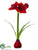 Amaryllis - Red Two Tone - Pack of 6