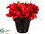 Amaryllis - Red - Pack of 3