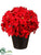 Hydrangea - Red - Pack of 3