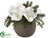 Amaryllis, Pine, Pine Cone Arrangement - White Green - Pack of 2