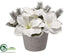 Silk Plants Direct Amaryllis, Pine Arrangement - White - Pack of 6