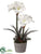 Amaryllis, Pine Arrangement - White - Pack of 4