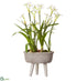 Silk Plants Direct Paperwhite With Bulb With Wood Stand - White - Pack of 2