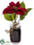 Poinsettia - Red - Pack of 6