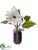 Poinsettia - White - Pack of 4