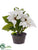 Poinsettia - White - Pack of 2
