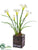 Narcissus - White - Pack of 6