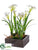 Narcissus - White - Pack of 2