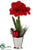 Amaryllis, Pine Cone - Red - Pack of 4