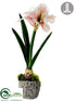 Silk Plants Direct Amaryllis - White Burgundy - Pack of 6