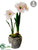 Amaryllis - White Burgundy - Pack of 1