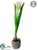 Tulip - Cream Green - Pack of 12