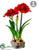 Amaryllis - Red - Pack of 1