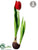 Iced Tulip - Red - Pack of 8