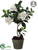 Gardenia - White - Pack of 1