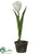 Tulip - White - Pack of 4