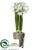 Narcissus - White - Pack of 4