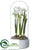 Narcissus in Glass Dome - White - Pack of 4