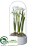 Silk Plants Direct Narcissus in Glass Dome - White - Pack of 4