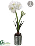 Silk Plants Direct Ice Amaryllis - White - Pack of 1