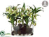 Silk Plants Direct Orchid Plant - Green - Pack of 1
