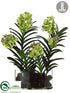 Silk Plants Direct Orchid Plant - Green - Pack of 1