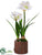 Amaryllis - White - Pack of 1