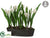 Dutch Tulip - White - Pack of 1