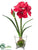 Amaryllis - Red - Pack of 2