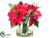 Poinsettia, Berry - Red - Pack of 2