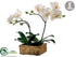 Silk Plants Direct Phalaenopsis Orchid Plant - White Green - Pack of 4