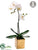 Phalaenopsis Orchid Plant - White Green - Pack of 2