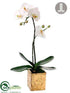 Silk Plants Direct Phalaenopsis Orchid Plant - White Green - Pack of 2