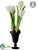 Tulip - White - Pack of 4