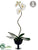 Phalaenopsis Orchid Plant - White Green - Pack of 4