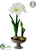 Amaryllis - White - Pack of 2