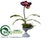 Lady's Slipper Orchid - Purple - Pack of 6