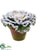 Cabbage - Green Snow - Pack of 12