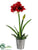 Glitter Amaryllis, Pine Cone, Pine - Red - Pack of 2