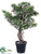 Bonsai Pine Tree - Gray Green - Pack of 4