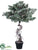 Bonsai Pine Tree - Gray Green - Pack of 2