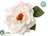 Silk Plants Direct Velvet Rose - White - Pack of 12