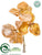 Phalaenopsis Orchid - Gold Rose - Pack of 24