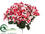 Poinsettia Bush - Peppermint - Pack of 6