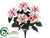 Poinsettia Bush - Peppermint - Pack of 12